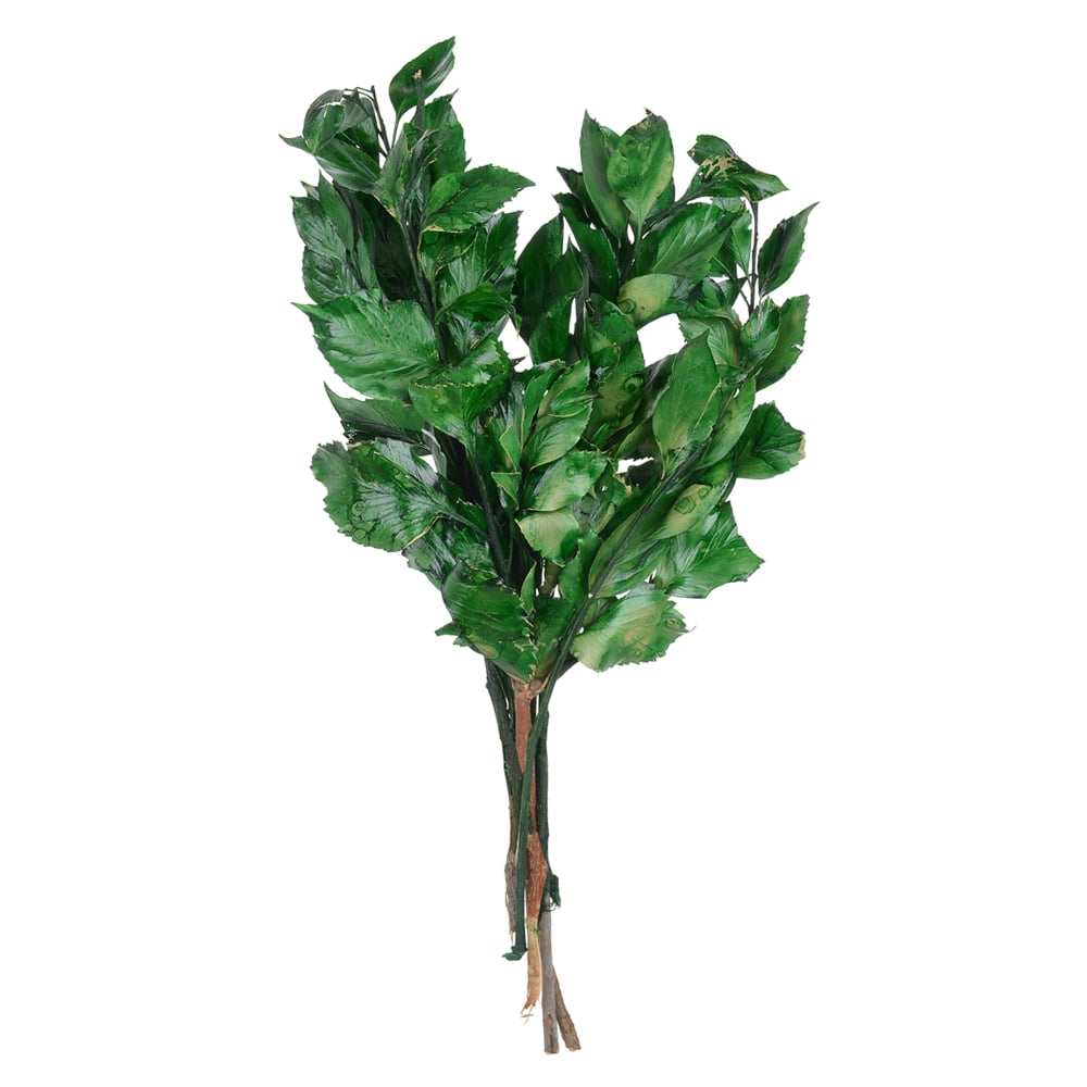 FOLHA CLETHRA DESIDRATADO (VERDE) 70CM