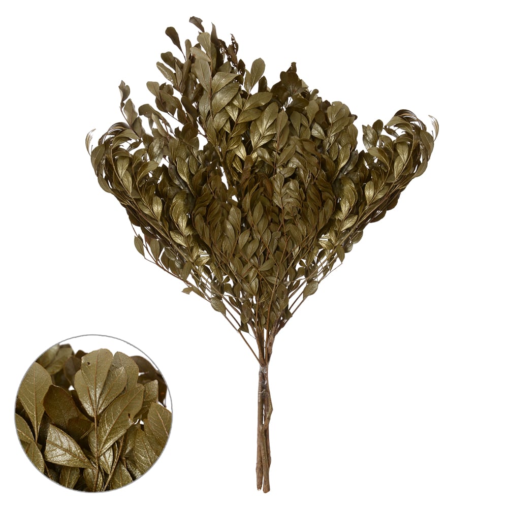 CAROLINHA DESIDRATADO (DOURADO) 60CM