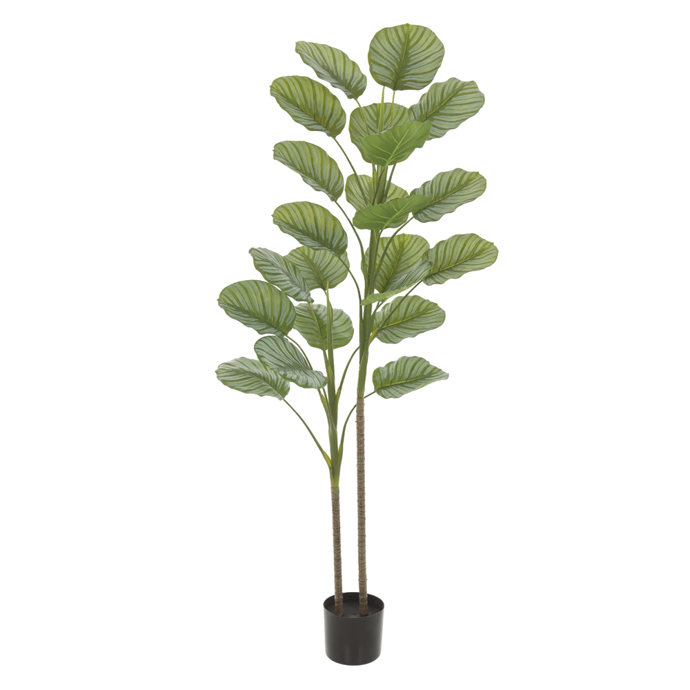 A.CALATHEA REAL TOQUE C/POTE X22 (VERDE) 1,5m