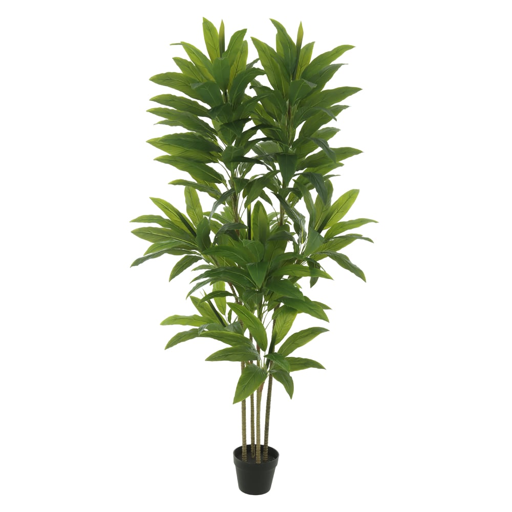 A.DRACENA REAL TOQUE C/POTE X158 (VERDE) 1,6m