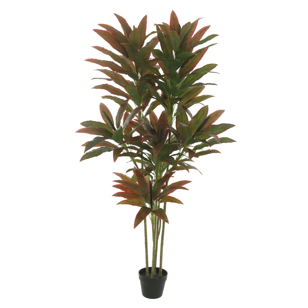A.DRACENA REAL TOQUE C/POTE X158 (VERMELHO) 1,6m