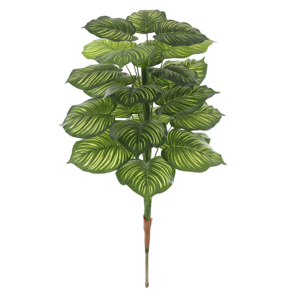 A.CALATHEA REAL TOQUE X24 (VERDE CREME) 1,2m