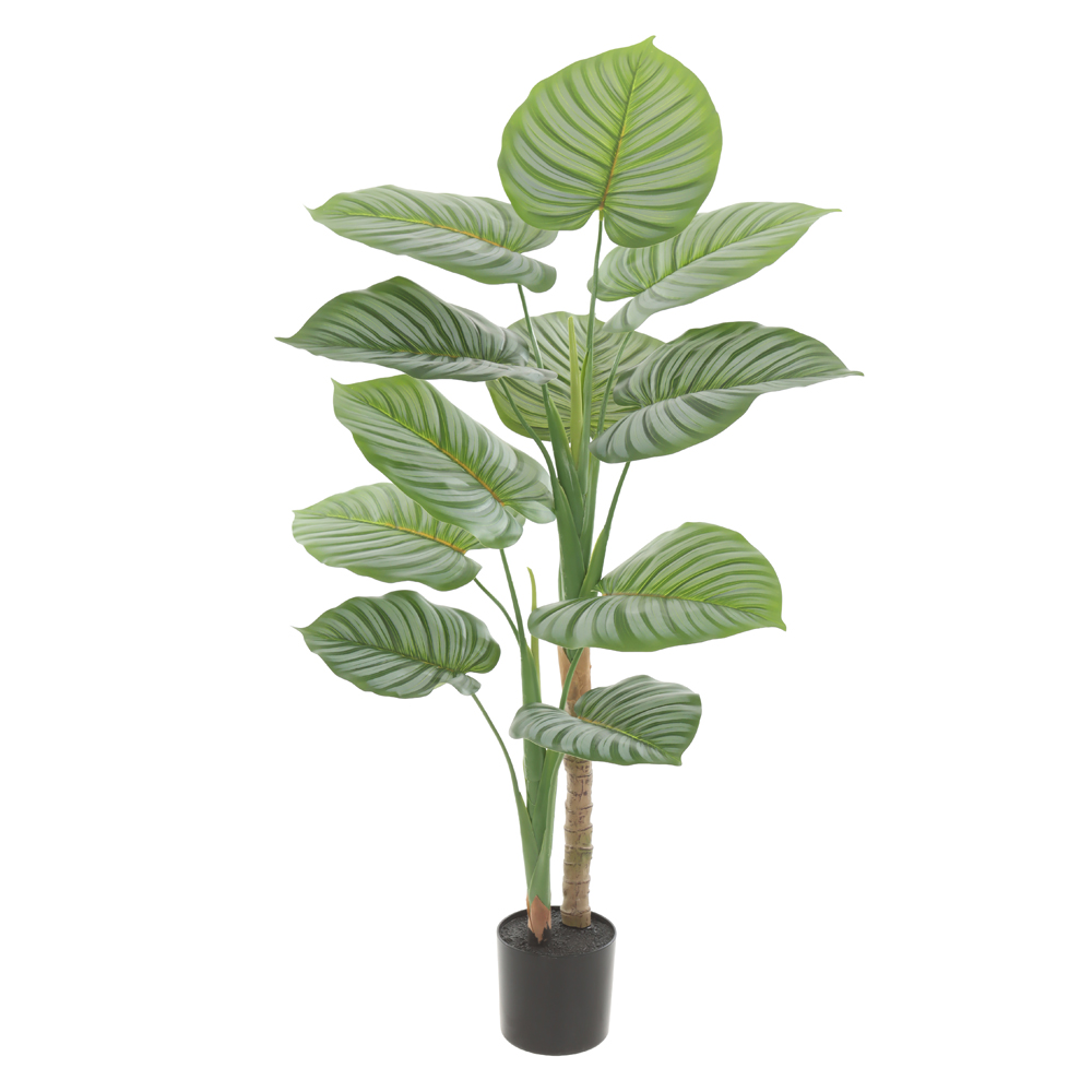 A.CALATHEA REAL TOQUE C/POTE X11 (VERDE) 90cm