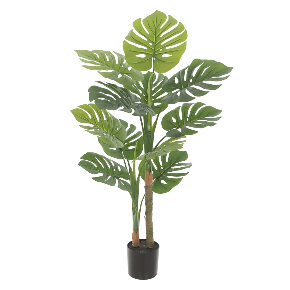 A.COSTELA DE ADAO REAL TOQUE C/POTE X11 (VERDE) 90cm