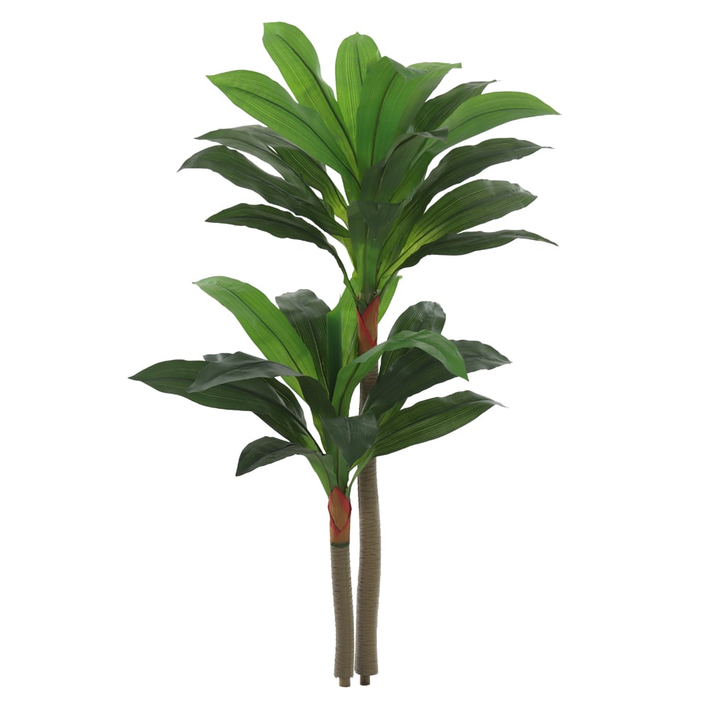 A.DRACENA X30 (VERDE CREME) 1,4m